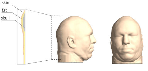 Side and Front view of the head modelÂ