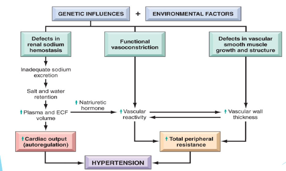Pathophysiology of hypertension (Chisolm, 2017, p. 15).