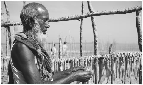 A Bangladeshi man hanging fish to dry in the sun in Sunderbans