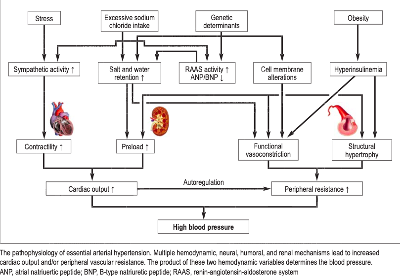 The pathophysiology of essential arterial hypertension.